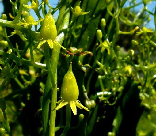 Bowiea volubilis subsp. volubilis green fruit