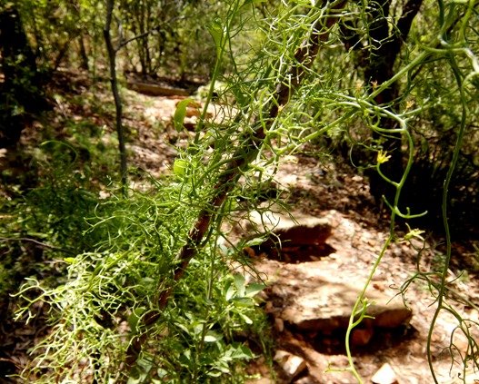 Bowiea volubilis subsp. volubilis