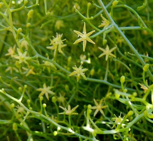 Bowiea volubilis subsp. volubilis flowers