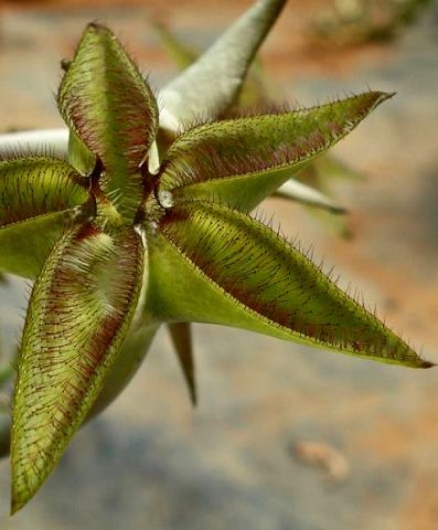Ceropegia cimiciodora smelling of bedbugs
