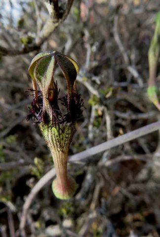 Ceropegia fimbriata subsp. geniculata flower