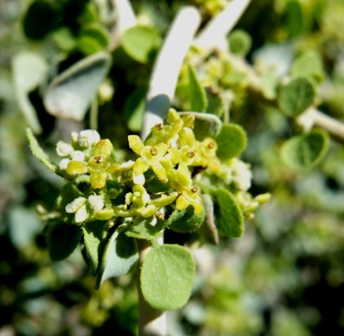 Cissampelos capensis male flowers