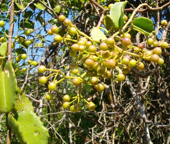 Cissus rotundifolia 
