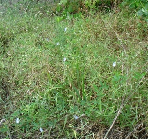 Clitoria ternatea