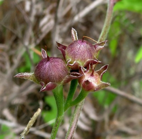 Convolvulus farinosus fruit
