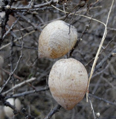 Cysticapnos vesicaria subsp. vesicaria old fruit