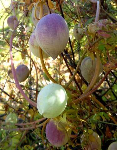 Cysticapnos vesicaria multicoloured fruit