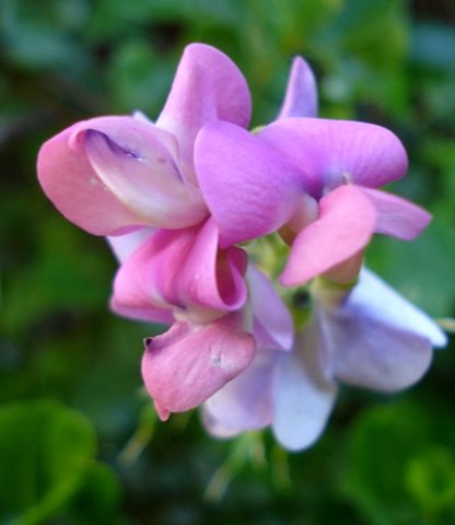 Dipogon lignosus flowers