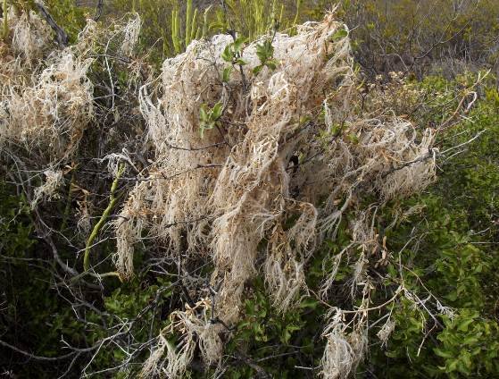 Galium tomentosum or velvet bedstraw