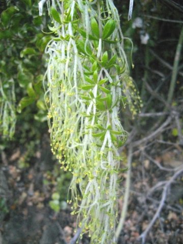 Galium tomentosum