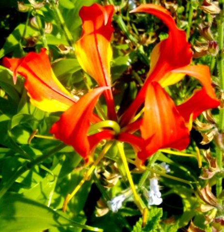Gloriosa superba flower