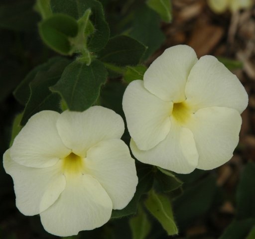 Thunbergia pondoensis