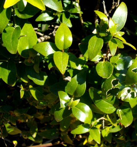 Jasminum multipartitum old leaves