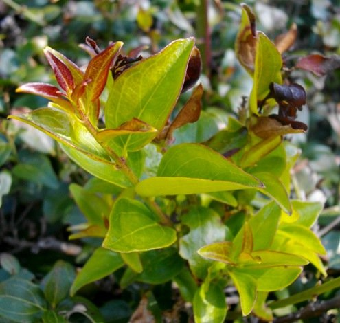 Jasminum multipartitum freshly sprouting
