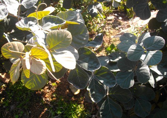 Rhoicissus sekhukhuniensis 