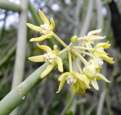 Cynanchum viminale flowers