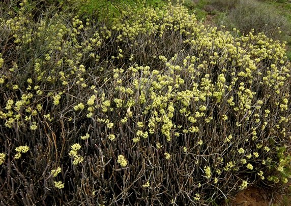 Cynanchum viminale blooming profusion