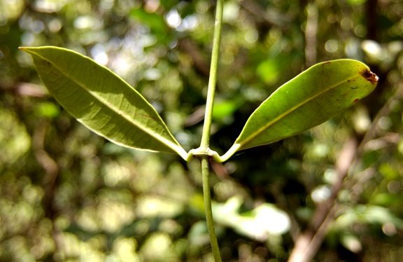 Secamone alpini lower leaf surfaces