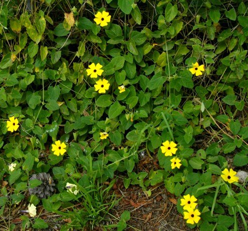 Thunbergia alata spreading