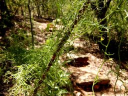 Bowiea volubilis subsp. volubilis