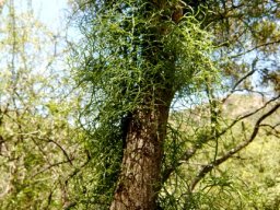 Bowiea volubilis subsp. volubilis tree climbing