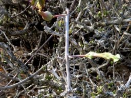 Ceropegia fimbriata subsp. geniculata