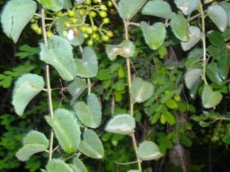 Cissus rotundifolia leaves