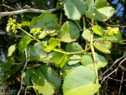 Cissus rotundifolia flowering