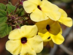 Thunbergia alata yellow-flowering
