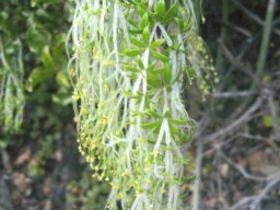 Galium tomentosum