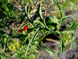 Kedrostis africana flowers and leaves