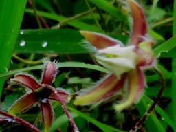 Pergularia daemia subsp. daemia flowers