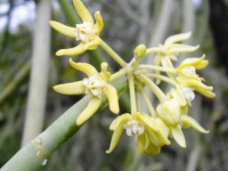Cynanchum viminale flowers