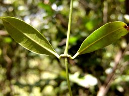 Secamone alpini lower leaf surfaces