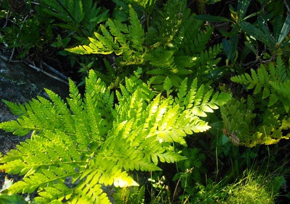 Rumohra adiantiformis