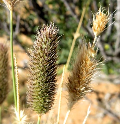 Fingerhuthia africana inflorescences of different ages