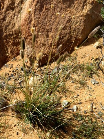 Fingerhuthia africana basal tuft