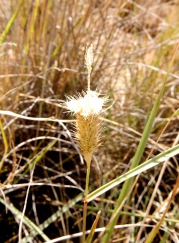 Fingerhuthia africana ripe seeds being dispersed