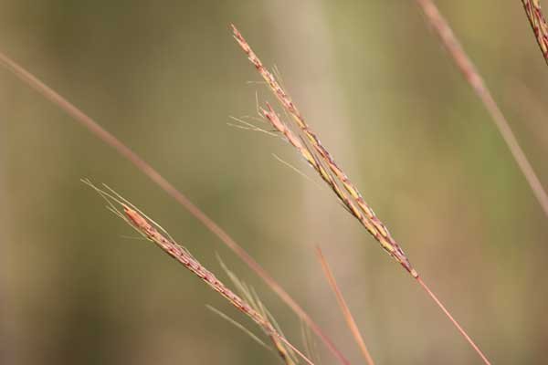Grass species 10
