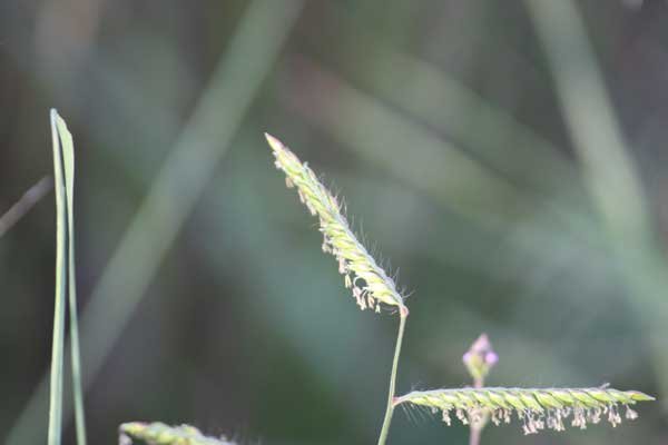 Grass species 13