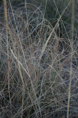 Grass species 19