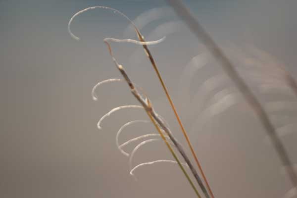 Urelytrum agropyroides