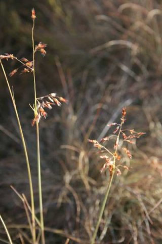 Melinis repens