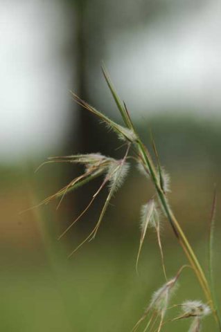Themeda triandra