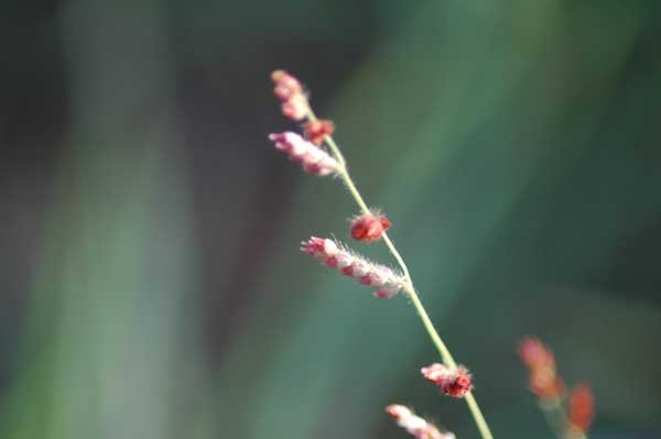 Grass species 26