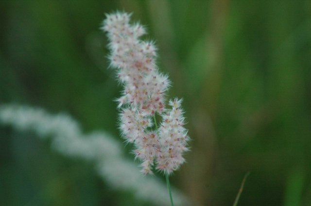 Imperata cylindrica
