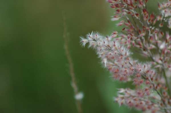 Melinis repens