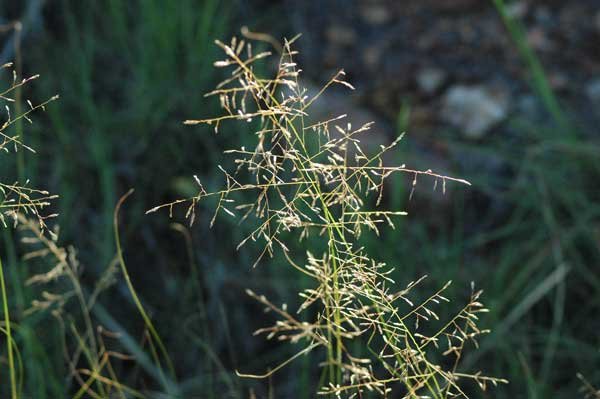 Grass species 33