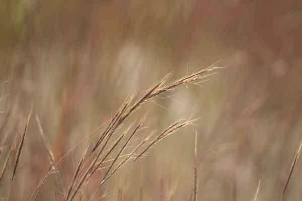 Grass species 6