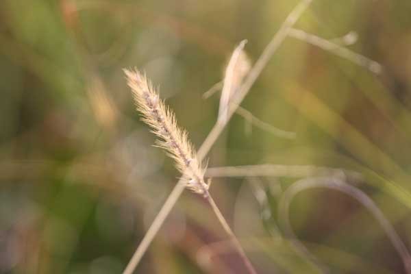 Setaria nigrirostris